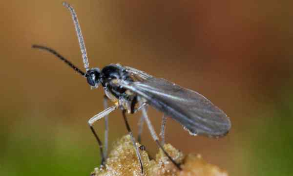 Fungus mosquitos cómo destruir estas plagas de plantas