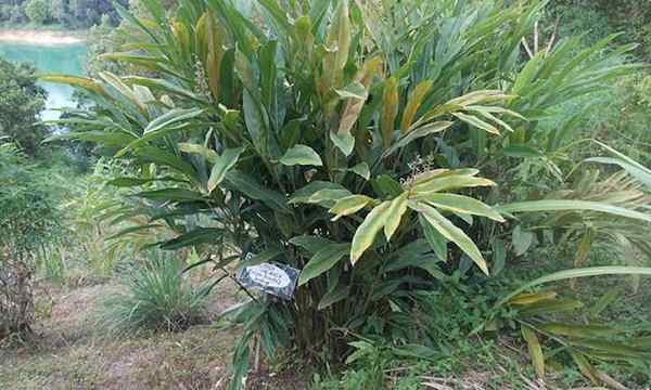 Galangal Plant Care cultivant le cousin du gingembre