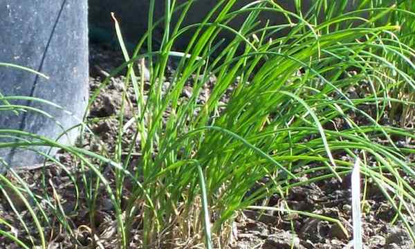 CHIVES GARLIC CHIVE PREFERRERD FOR Asia