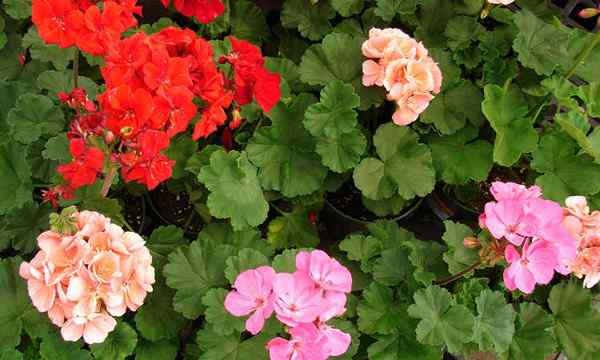 Os gerânios cultivam essas flores prolíficas e coloridas em seu jardim