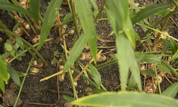 Plante de gingembre ajoutant des épices à votre jardin
