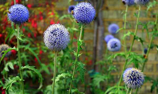 Globe Cardo hermosa y abundante flores redondas