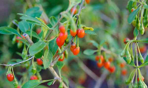 Planta de berry goji potencia nutricional picante