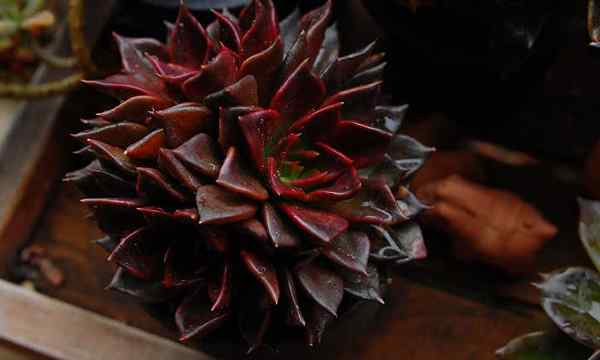 Goth berkebun 5 succulents hitam untuk dicuba