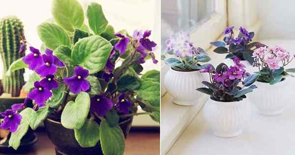 Rosnące afrykańskie fiolet w pomieszczeniu | African Violet Plant Care