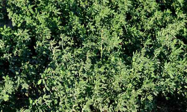 Tumbuh makanan alfalfa atau bahan api taman