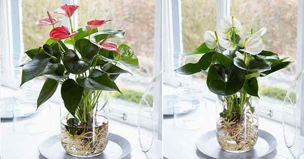 Croissance des anthuriums dans l'eau | Propagation de la plante Anthurium