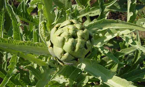 Artichokes yang semakin meningkat untuk keseronokan berkebun berduri