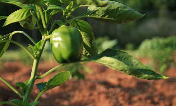 Peppers en croissance pour les récoltes colorées vives