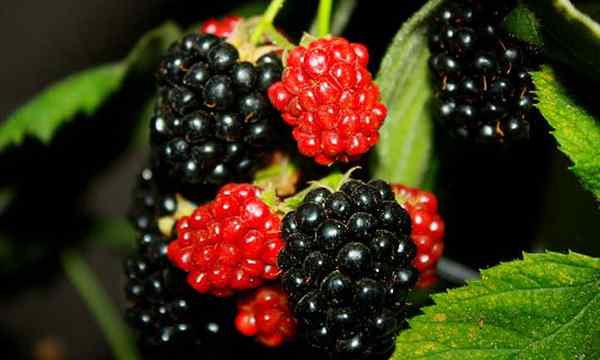Menanam blackberry untuk panen berbuah