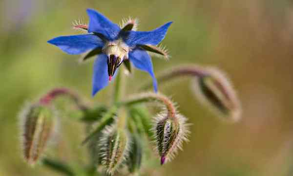 Plant de la croissance de la plante comestible pour les pollinisateurs