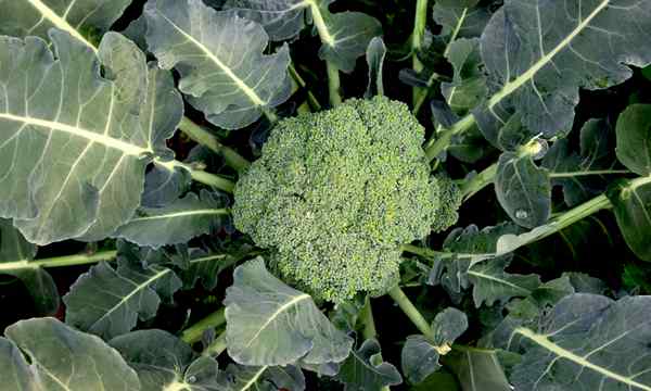Broccoli en croissance comment faire pousser de minuscules «arbres» savoureux et minuscules