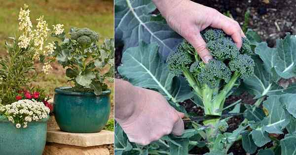 Brocoli croissant dans les pots | Comment faire pousser du brocoli dans des pots
