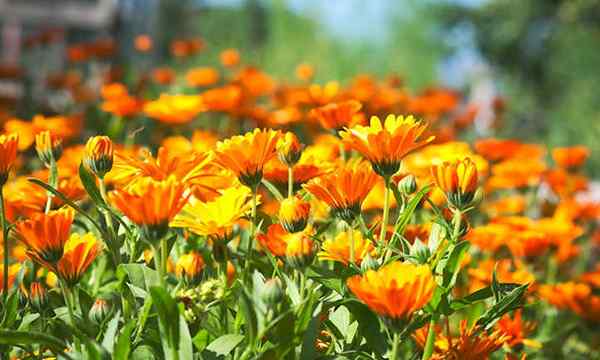 Calendula en croissance audacieuse et brillantes fleurs comestibles