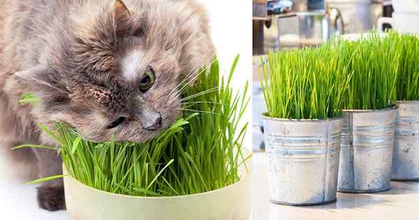 Grama de gato em crescimento dentro de casa