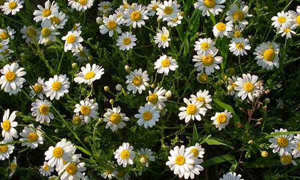 Chamomille en croissance pour un jardin paisible