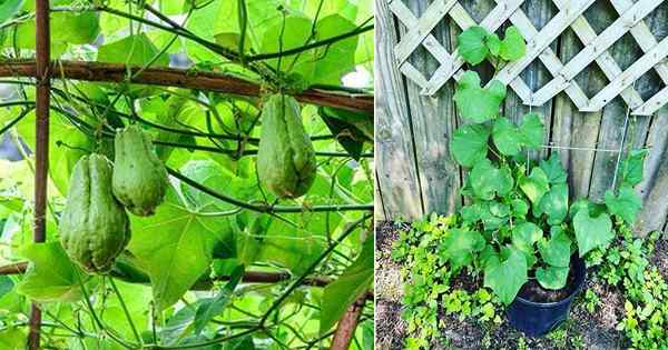 Wachsen Chayote in Töpfen | Wie man Chayote wächst