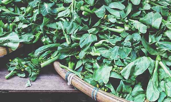 Wachsender chinesischer Brokkoli leckeres Gai Lan