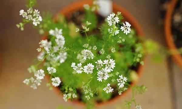 Cilantro em crescimento dentro de casa uma cartilha