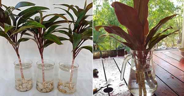 Cordyline en eau dans l'eau | Propagation de tire