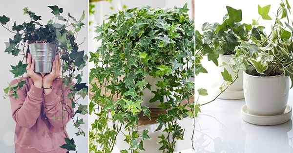 Berkembang Bahasa Inggeris Ivy di dalam rumah | Petua penjagaan houseplant ivy