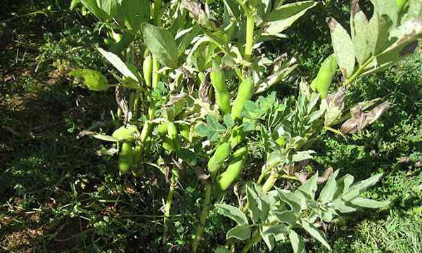 Fava -Bohnen wachsen große breite Bohnen