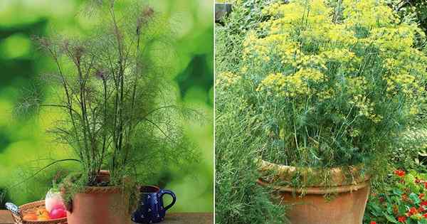 Fennel em crescimento no recipiente | Como cultivar erva -doce em um pote