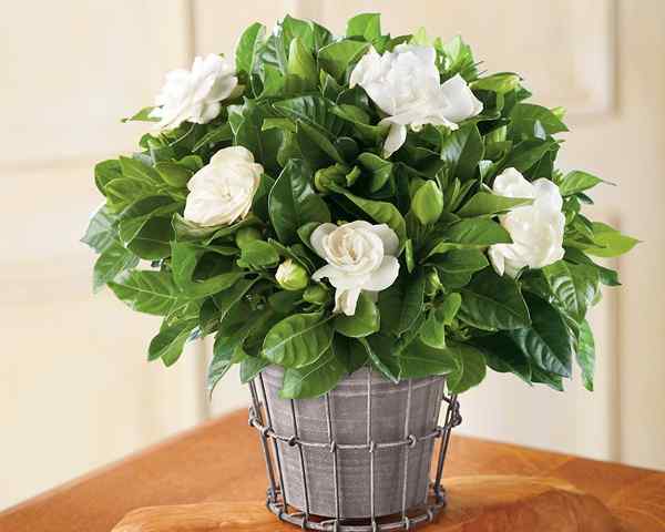 Gardenias croissant dans les pots | Gardenia Tree Care et comment le faire pousser