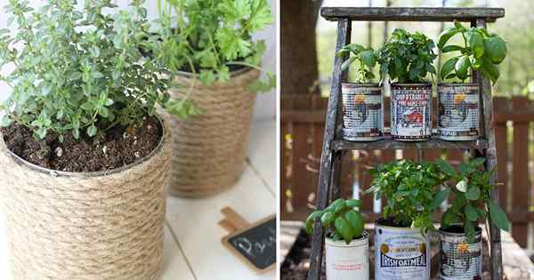 Cultiver des herbes dans des canettes en étain | 14 Idées de jardin Herb DIY Can Herb