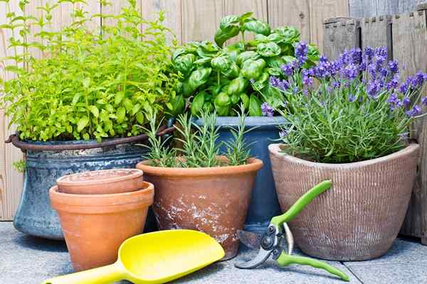 Growing Herbs en interiores? 46 mejores consejos de jardín de hierbas de interior para saber hoy