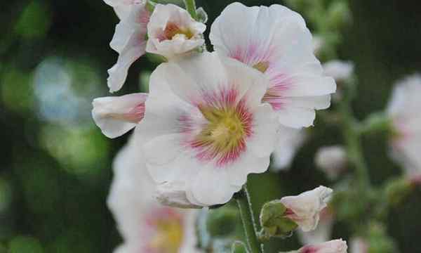 Croissance des hollyhocks jolis partenaires pollinisateurs