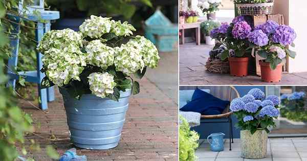 Hortensias croissants dans les pots | Hortensias dans les conteneurs