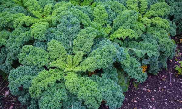 Growing Kale Cómo obtener grandes cosechas de greens