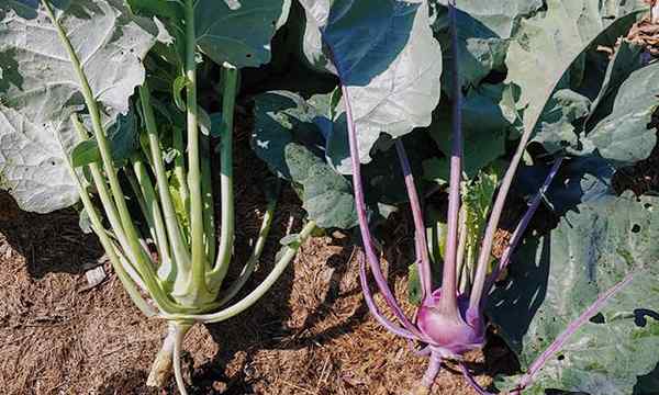 Rosnący czas Kohlrabi na uprawę warzyw obcych