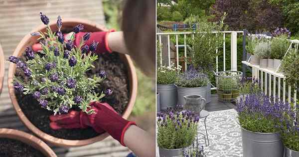 Tumbuh lavender dalam periuk | Cara Menumbuhkan Lavender di Bekas