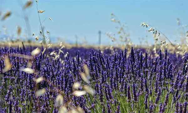 Tumbuh lavender bunga aromatik yang indah