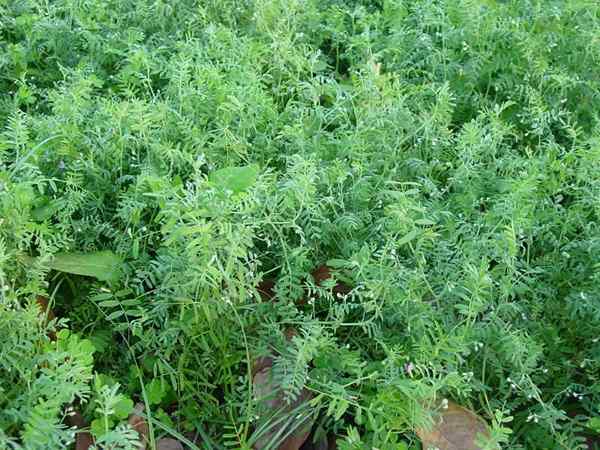 Lentilhas em crescimento | Como cultivar lentilhas