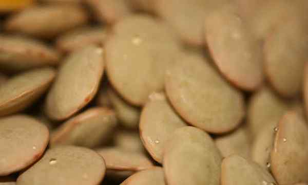 Legumes cheios de proteínas de lentilhas crescentes