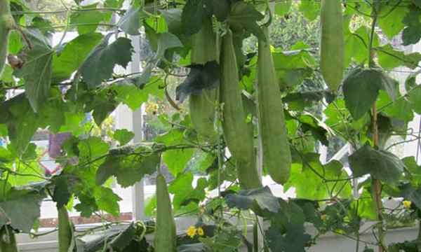 Luffa em crescimento uma verdadeira planta multiuso