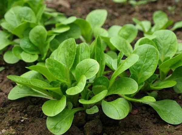 Mache em crescimento | Como cultivar salada de milho