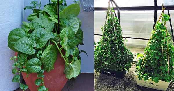 Wachsender Malabar -Spinat in Töpfen und Vorteilen