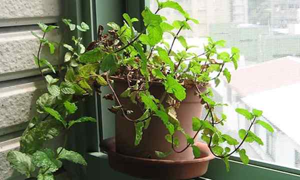 Cultivo de menta en el interior de una imprimación de menta fresca