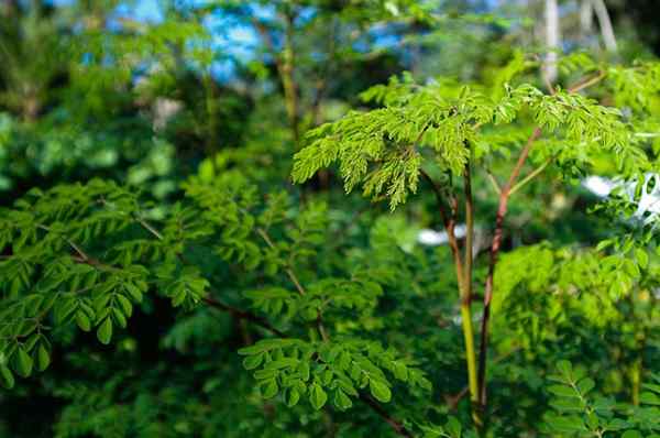 Rosnące drzewo moringa | Jak rosnąć i dbać o drzewo moringi