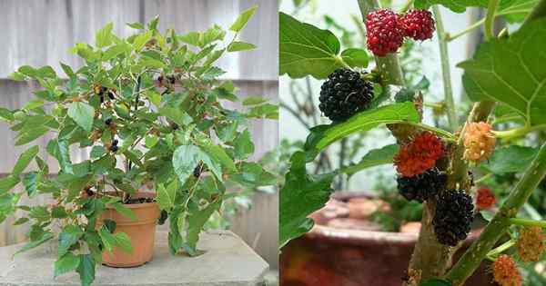 Mulberry em crescimento em recipientes | Como cultivar amoreira em uma panela