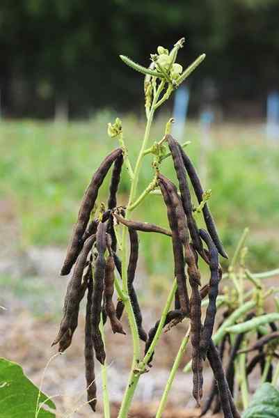 Feijão mungo cultivado em vasos | Como cultivar feijão mung