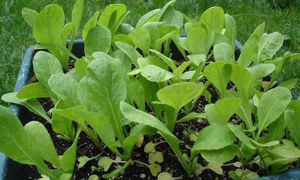 Salade de légumes verts de moutarde cultivés avec des épices