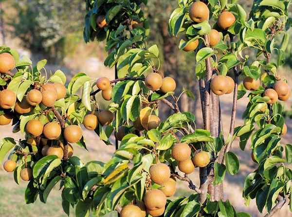 Geras de Nashi em crescimento | Como cultivar peras asiáticas