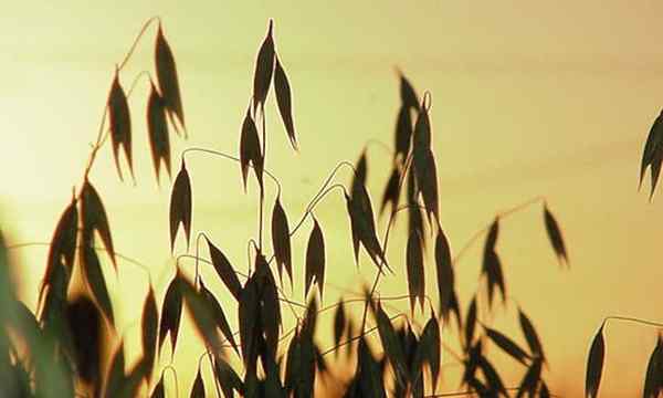 Cultivo de avena integral bondad de grano