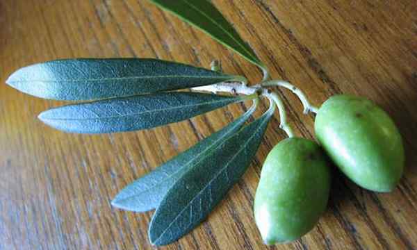 Cultiver des olives dans votre propre forêt alimentaire