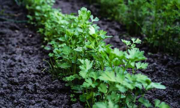 Creciente perejil cómo obtener toneladas de vegetación frondosa